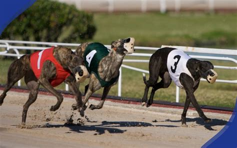 greyhound derby betting sites